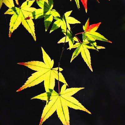 女神联盟手游百度版下载
